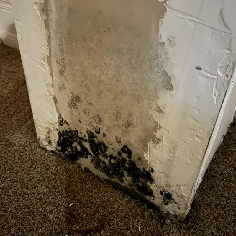 Professional Mold Removal in Keokuk, IA